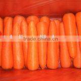 Chinese New Carrot/Frozen Red Carrots for Sale thumbnail-2