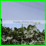 Anti Hail Net,hail Protection Net for Fruit Plantations Apple Tree thumbnail-5