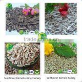 Cashew Nut Pumpkin Seeds Kernels GWS New Crop thumbnail-5