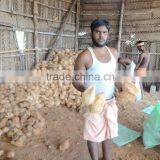 Fresh SemiHusked Cocount thumbnail-1