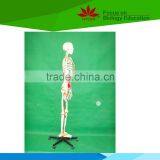 With Colored Muscle and Ligament 170 Huamn Skeleton Medical Model thumbnail-2