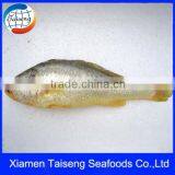 Yellow Croaker 200 to 300 Gram Supplier thumbnail-1