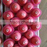 Apple Fruit Fresh thumbnail-1