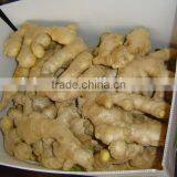 Fresh Air Dry Ginger thumbnail-4