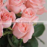 Most Selling Rose Flowers Cheap Cut Flowers Price Directly Import From Website thumbnail-3