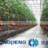 Greenhouse for Tomato Growing thumbnail-1