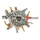 Neuron Education Human Body Biological Model Teaching Aids thumbnail-3