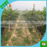 Heavy Duty Long-lasting 100% Virgin pe Quality Plant Support Net, Climbing Plant Net, Cucumber Mesh Netting thumbnail-3