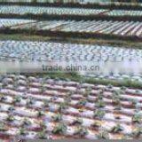 Agriculture Plastic Film With UV thumbnail-2