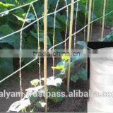 TRELLISING TWINE thumbnail-1