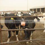 Animal Salt Lick With Cow ALB 00 thumbnail-1