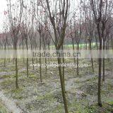 Prunus Cerasifera thumbnail-3