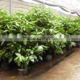 Cinnamomum Cassia Ornamental Plants thumbnail-3