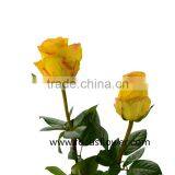 Promotional Ecuador Rose Yunnan Fresh Cut Roses Flowers Black Rose Bushes for Sale thumbnail-3