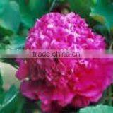 Tree Peony Plant Root thumbnail-1