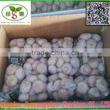 4.5cm-5.cm,5.cm-6cm,6cm up Pure White Garlic/white Garlic /organic Garlic Export thumbnail-2