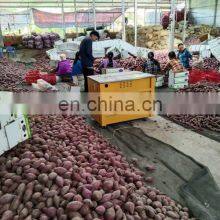 High Quality Purple Fresh Sweet Potato From Vietnam thumbnail-2
