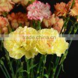 Beautiful New Arrival Exporters Carnation thumbnail-3