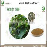 Hot Selling Olive Leaf Extract in Herbal Extract thumbnail-2
