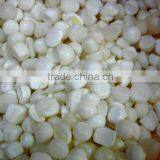 Natural White Tridacna Tumbled Stone