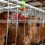 Best Price 96 Chickens Cage Chicken Cage Factory in China thumbnail-3