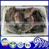 Freezer Gutted and Scaled Tilapia 300/500g thumbnail-2
