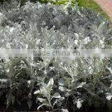 Senecio Cineraria Cirrus Dusty Miller