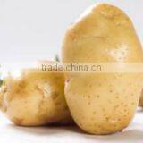 Hot Sale of Fresh Potato With Factory Price