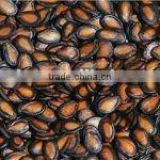 2011new crop Chinese black watermelon seeds for importers