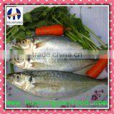 Frozen Horse Mackerel Seafood Mackerel thumbnail-1