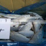 Frozen Pacific Mackerel thumbnail-4