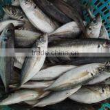 Frozen Fresh Seafood Big Eye Horse Mackerel Superior Quality Fish thumbnail-4