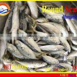 FROZEN W/R ROUND SCAD thumbnail-4