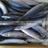 Sea Frozen/Land Frozen Pacific Mackerel thumbnail-1