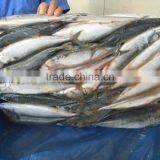 Landfrozen Mackerel 200-300g thumbnail-5