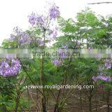 Jacaranda Mimosifolia