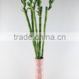 Lotus Bamboo Indoor Plant 40cm thumbnail-2