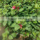 Hibiscus Shrub Trees Different Color and Varities thumbnail-6