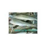 Sell Frozen HG Raw Fish thumbnail-1