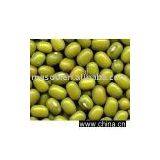 Mung Bean