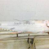 Frozen Yellowfin Tuna thumbnail-2