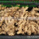 FRESH GINGER _ HIGH QUALITY thumbnail-2