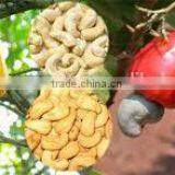 PRICE OF CASHEW NUT WW240 thumbnail-3