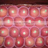 Fresh Fuji Apple Market Price thumbnail-1