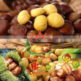 Ready to Eat Roasted Chestnuts Snacks,halal and Kosher Snacks thumbnail-6