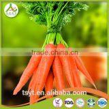 Health Food Fresh Carrot Crisp and Good Flavor Fresh Carrot Carrots thumbnail-4