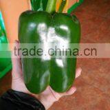Sweet Pepper Seeds Lamuyo Pepper Seeds Hillary F1 thumbnail-3