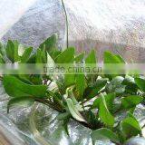 Agriculture Using Non Woven Fabric