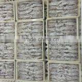 Frozen Baby Loligo Squid thumbnail-5