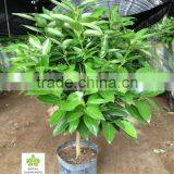 Cinnamomum Cassia Ornamental Plants thumbnail-1